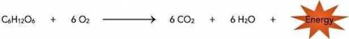 In your own words, explain what the summary equation tells you about cellular respiration.