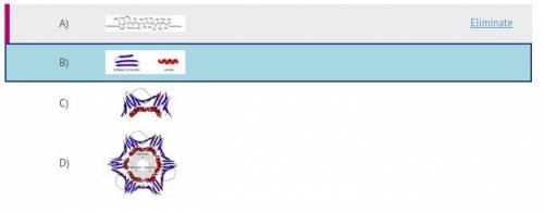 Which one of these protein structures shows the folding of the polypeptide which is held in place b