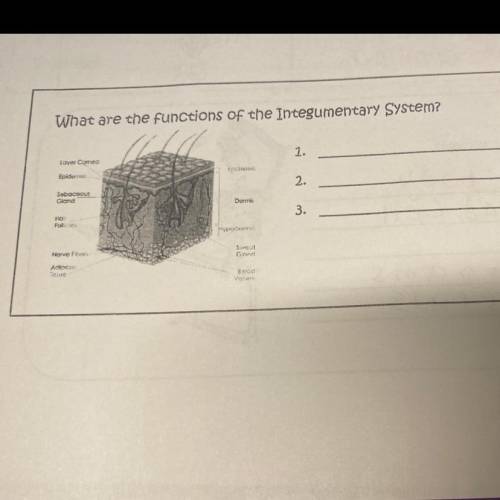 What are the functions of the Integumentary System?