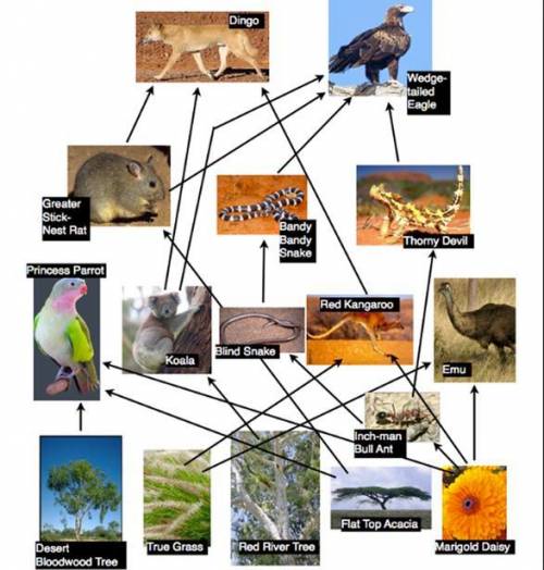 Need help asap will mark brainliest.

An ecosystem is represented as a food web below. Use the foo