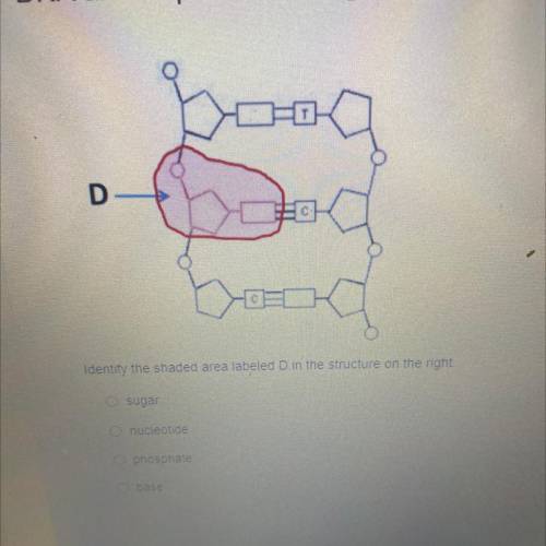 Identify the shaded area labeled D in the structure on the right

A. Sugar
B. Nucleotide 
C.Phosph