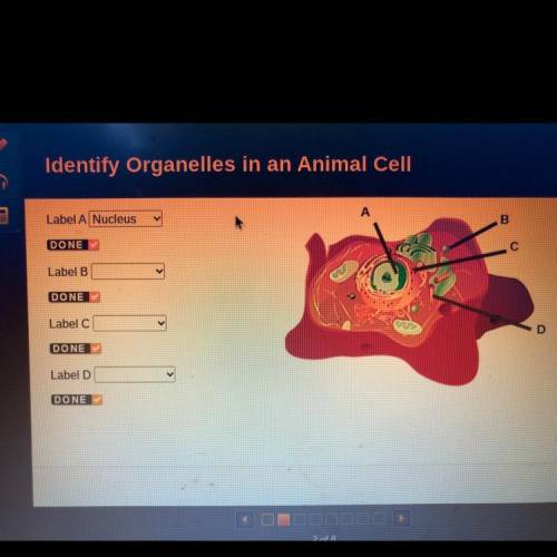 Identify organelles in an animal cell. 
Label A 
Label B 
Label C
Label D
