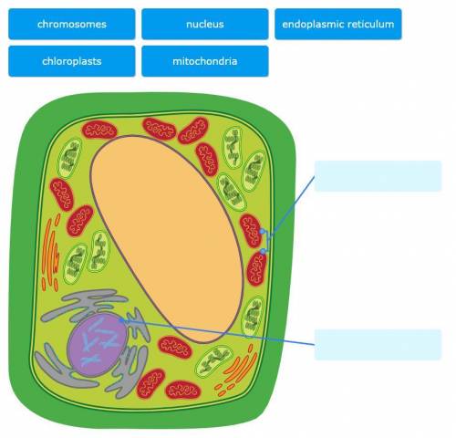 Label the two cell parts on the diagram below.