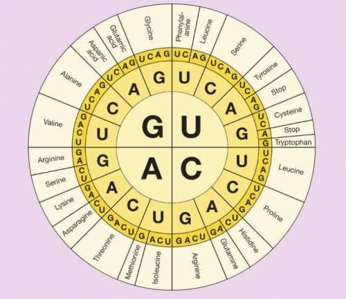 Use the codon wheel to figure out which amino acids these codons code