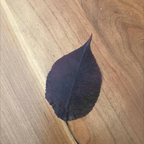 What kind of leaf is this