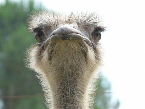 Hope your having a good morning
and some ostrich photos for you
free points