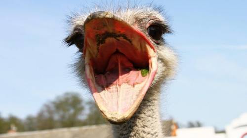 Hope your having a good morning
and some ostrich photos for you
free points