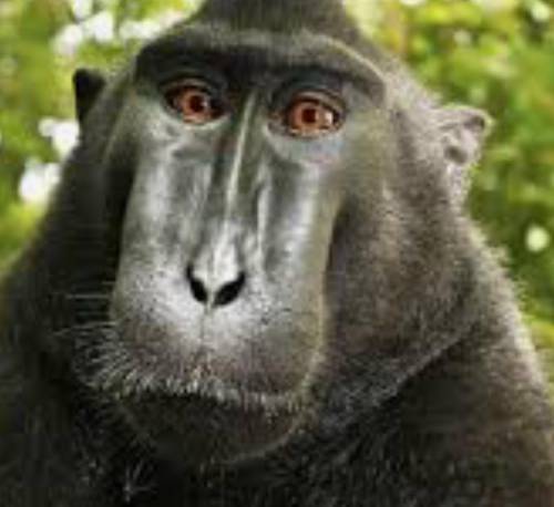IM ABOUT TO GET BANNED, PLEASE SAY BYE TO MONKEY MONKEY MONKEY!!!
