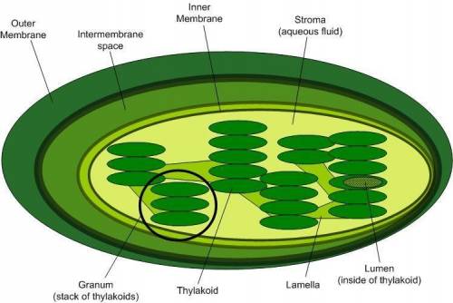 What is the name of this organelle and which process is it designed to do?

Chloroplast - does cel