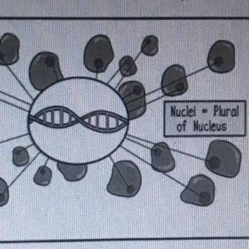 A Picture Says It!

18. Explain what this image represents regarding where your entire DNA
code ca