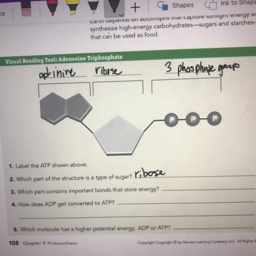 3. Which part contains important bonds that store energy?