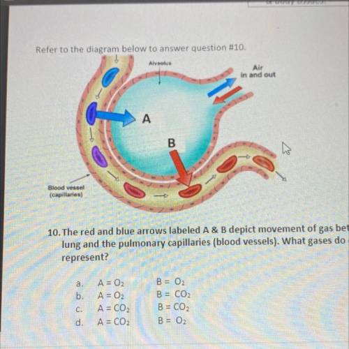 The red and blue arrows labeled a and b despic movement of gas between the alveolus of the letters