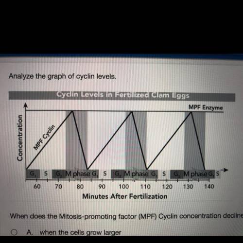 When does the Mitosis-promoting factor (MPF) Cyclin concentration decline during a typical cell cyc