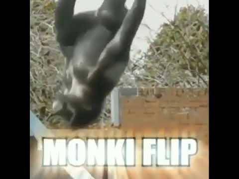 Monke be doin' flips