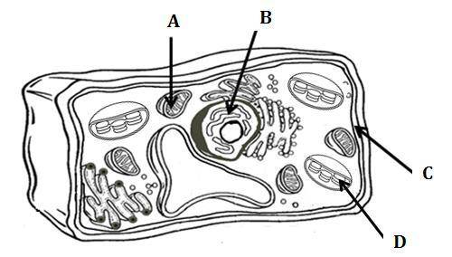 Giving brainliest 
Which organelle allows for the movement of materials in and out of the cell?