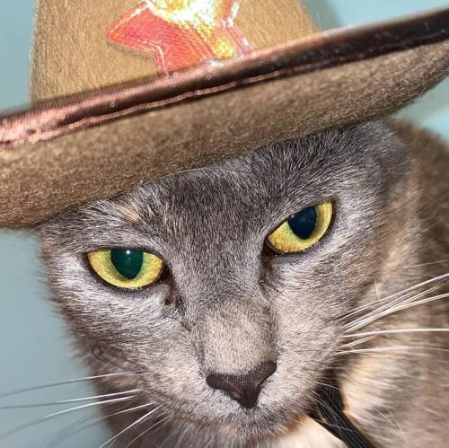 Free points :: 
is my cat cute in her cowboy hat?