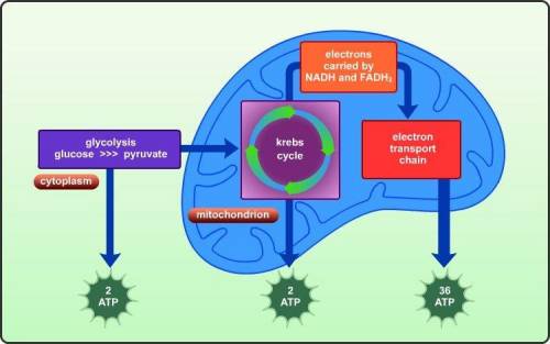 Which process is represented below?

the Calvin cycle
anaerobic cellular respiration
aerobic cellu