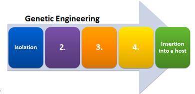 The process of genetic engineering may include either four or five steps. The diagram represents th
