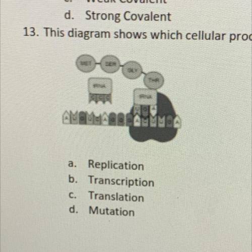 13. This diagram shows which cellular process?

a. Replication
b. Transcription
C. Translation
d.