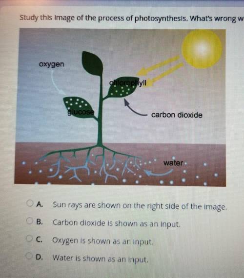 Study this image of the process of photosynthesis. What's wrong with the image? oxygen ohlorpohyll
