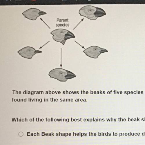 Parent

species
The diagram above shows the beaks of five species of birds that developed over tim