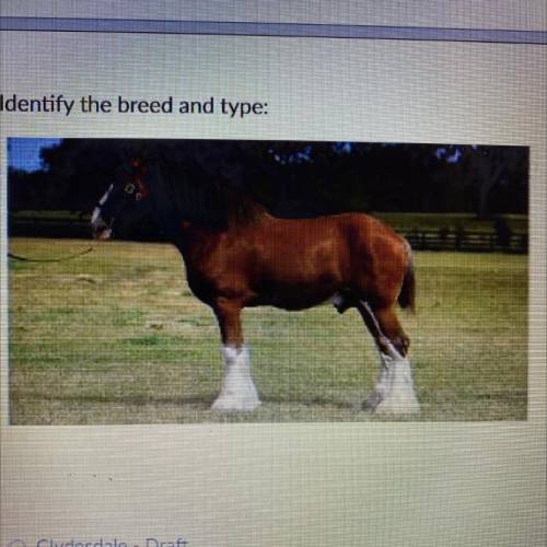 Identify the breed and type:

Clydesdale - Draft
O Percheron - Draft
Quarter horse - Light
O Shetl