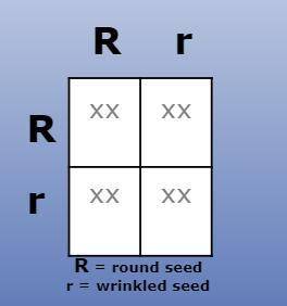 What is the probability of a plant having a round seed?
A. 50%
B. 25%
C. 100%
D. 75%
