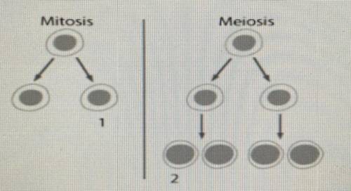 Cells in a monkey undergo both mitosis and meiosis. How many chromosomes do cells 1 and 2 have?

A