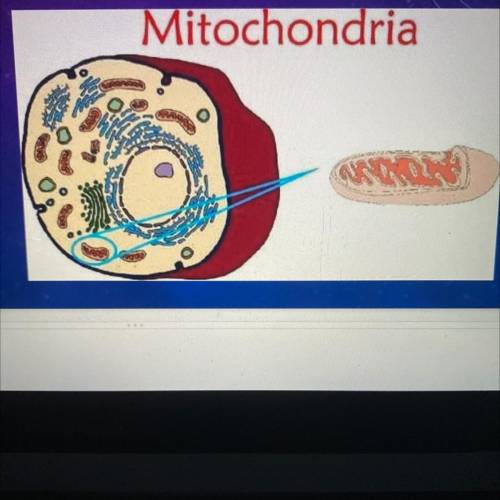 WHAT PROCESS TAKES PLACE IN THIS ORGANELLE?