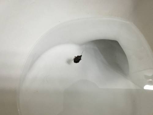 Found this in my toilet and i had to take a dump and i was not expecting this tho! Lol plz help