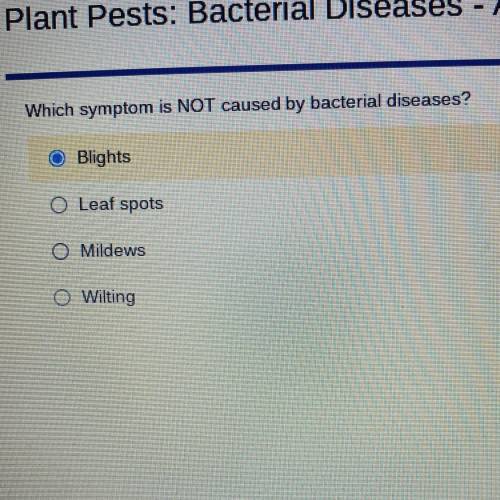 Which symptom is NOT caused by bacterial diseases?

O Blights
O Leaf spots
Mildews
O Wilting