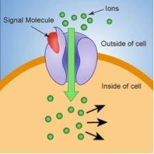 AP BIOLOGY

1) Examine the image of molecules involved in the signaling pathway:
(image is linked)