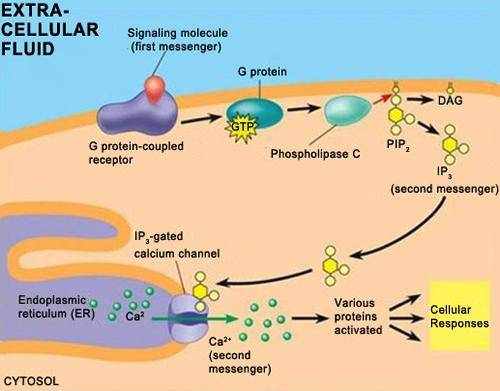 AP BIOLOGY

1) Examine the image of molecules involved in the signaling pathway:
(image is linked)