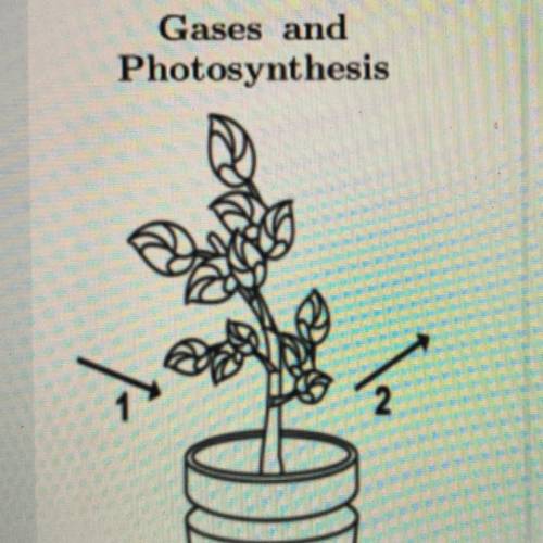 1

Gases and
Photosynthesis
0)
The diagram shows the gases that enter and leave a plant during pho