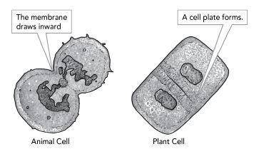 The diagram models a process as it occurs in an animal cell and a plant cell.

What has occurred i
