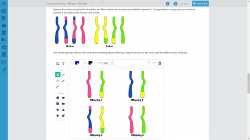 Four random genetic matches then formed the following diploid offspring. Using the text box or pen