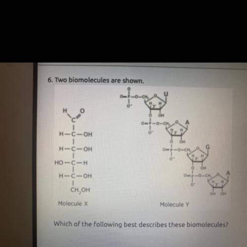 6. Two biomolecules are shown.

U
OOCH
0
0
O
OH
Owo-
A
H-C-OH
0
OOCH
H-C-OH
0
но-СН
O
OH
A
H-COH
O