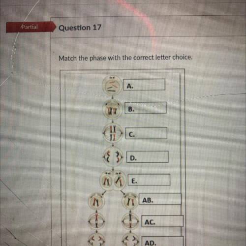 Match the phase with the correct letter choice.