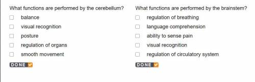 What functions are performed by the cerebellum?

balance
visual recognition
posture
regulation of