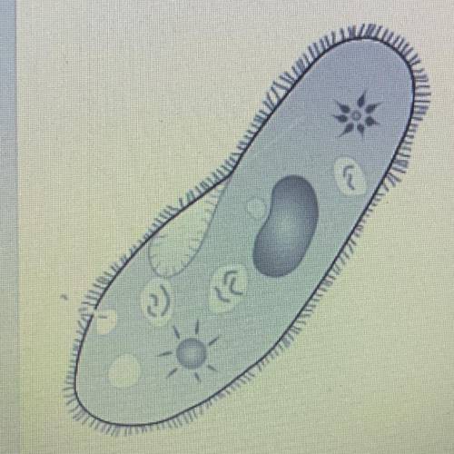 The following diagram shows an example of an animal like protist. this protist does not contain a c