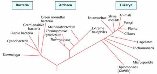 I'll give brainliest if your correct!!

According to the phylogenetic tree, from which domain did