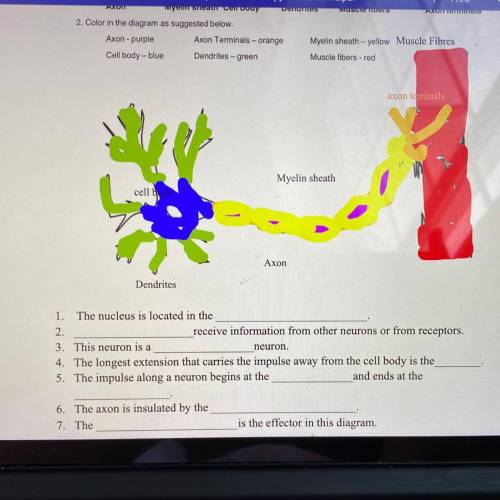 Help biology! Answer each of the 7th questions from the choices above (Axon-purple, etc.)