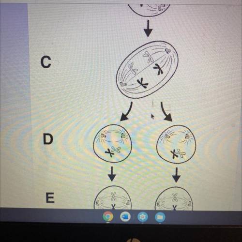 What is happening in picture c?

a) homologous chromosomes are separated 
b) sister chromatids are