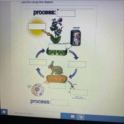 Label the energy flow diagram.

process:
plan
process:
Can someone help me with this