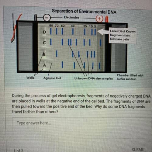 During the process of gel electrophoresis, fragments of negatively charged DNA

are placed in well