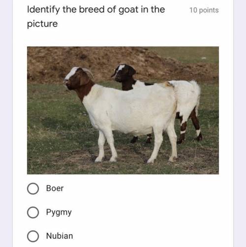 Identify the breed of goat in the picture.
