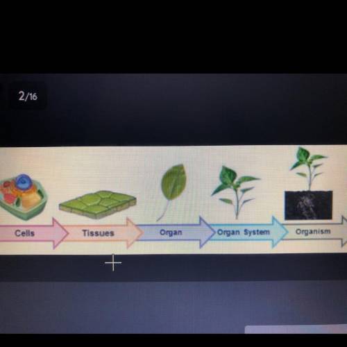 In the levels of organization of plants, what are the two tissues and their functions?