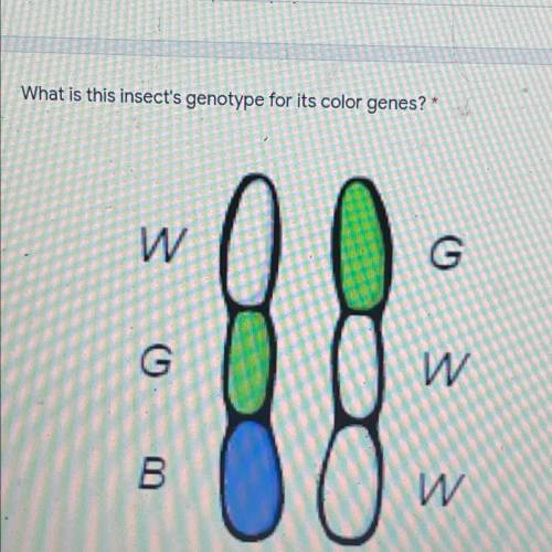 What is this insect's genotype for its color genes?