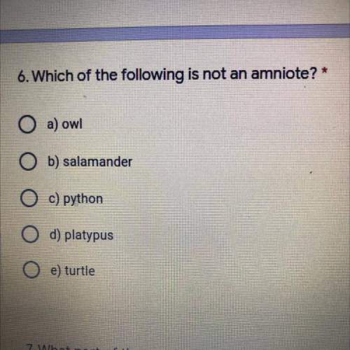 Which of the following is not an amniote?