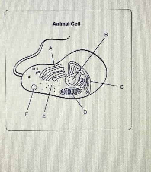 Animal Cell

Which terms correctly identify the indicated structures in this
sketch of a cell view